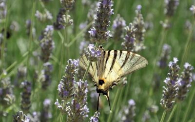 Change on LYNC Board of Directors