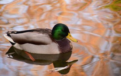 The Illusion of a Happy Duck