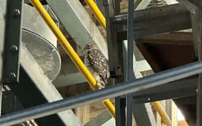 The Housing Crises: Predator vs Prey